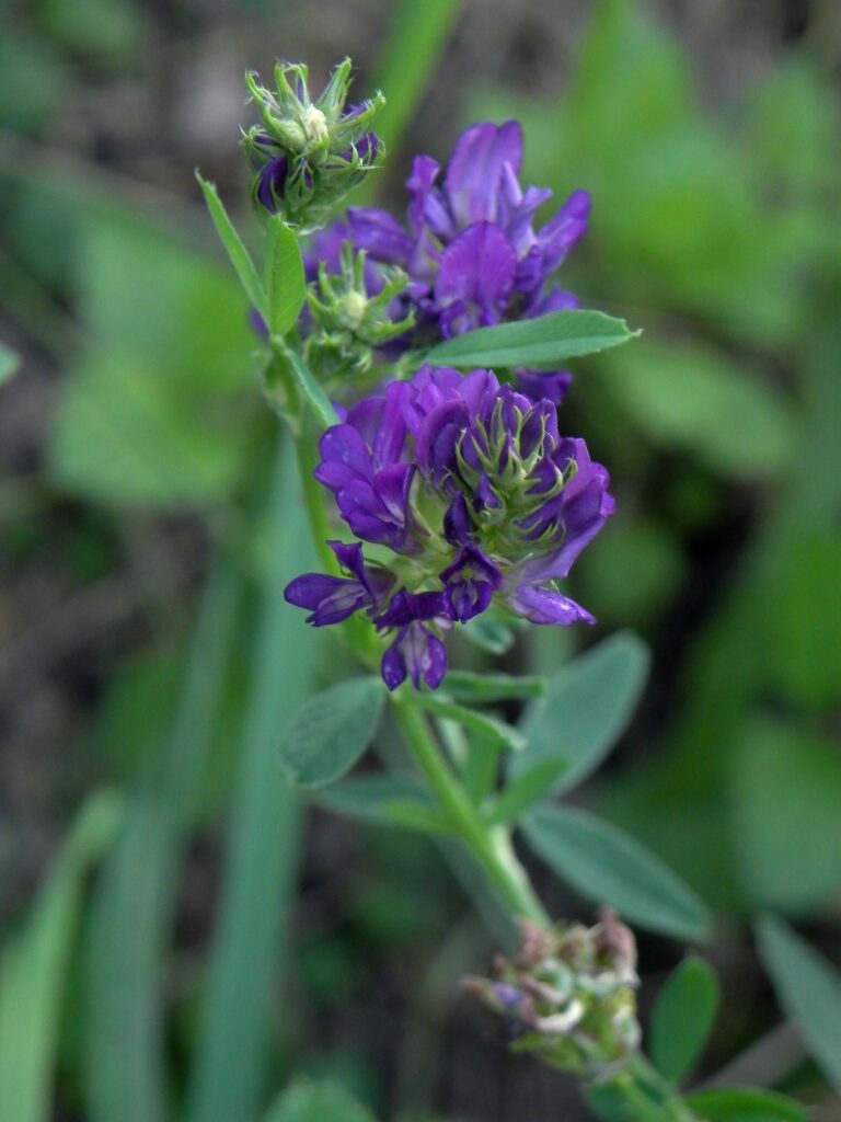 Alfalfa (Medicago sativa)