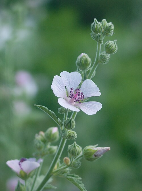 Marsh Mallow