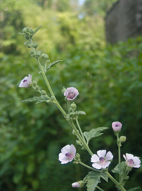 Althaea officinalis