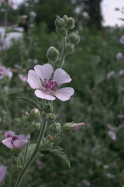 Althaea officinalis