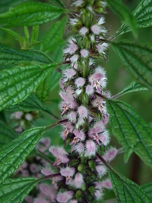 Motherwort (Leonurus cardiaca) blooming in the Soho section of Pittsburgh