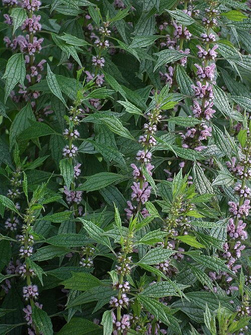 Motherwort (Leonurus cardiaca) blooming in the Soho section of Pittsburgh