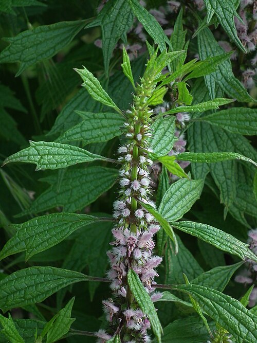 Motherwort (Leonurus cardiaca) blooming in the Soho section of Pittsburgh