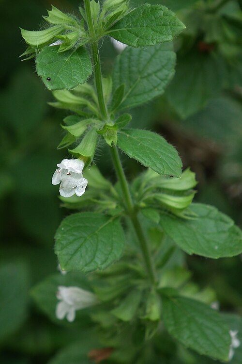 Lemon Balm (Melissa officinalis)