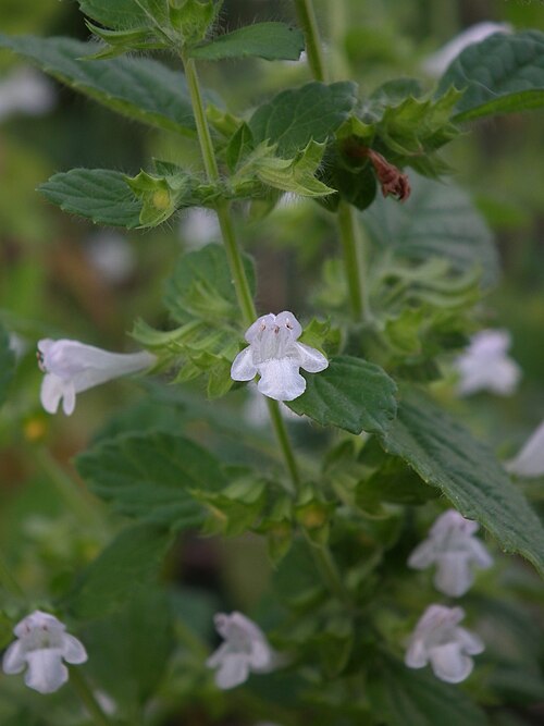 Lemon Balm (Melissa officinalis)