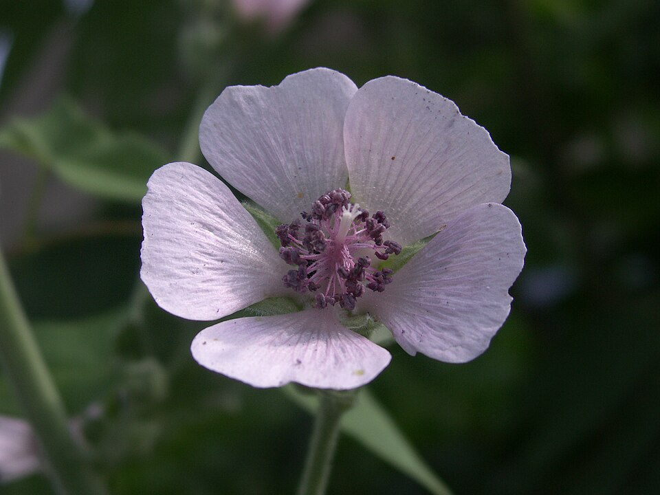 Althaea officinalis