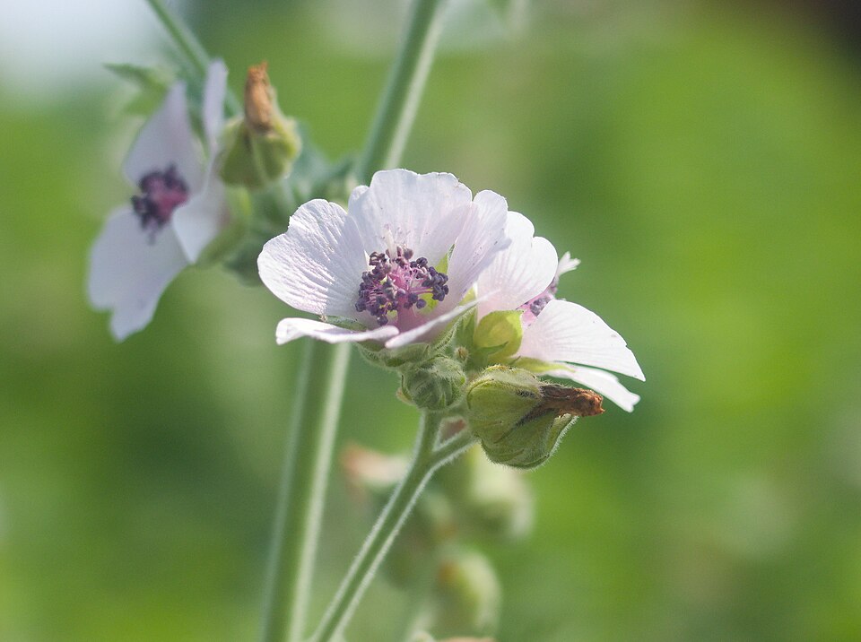 Marsh Mallow