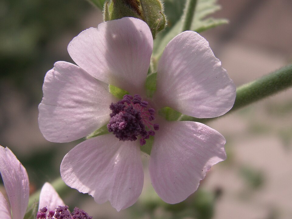 Marsh mallow