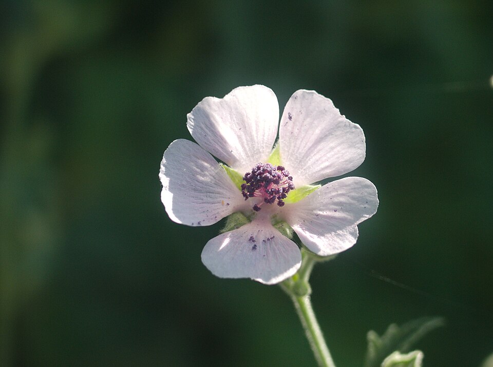 Althaea officinalis flower