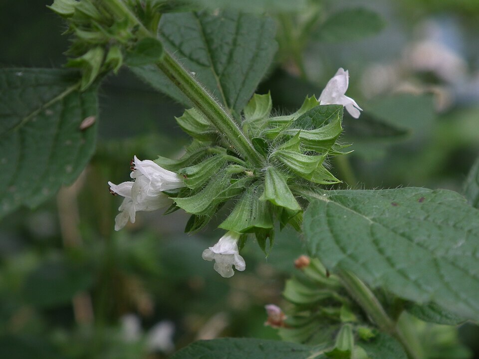 Lemon Balm (Melissa officinalis)