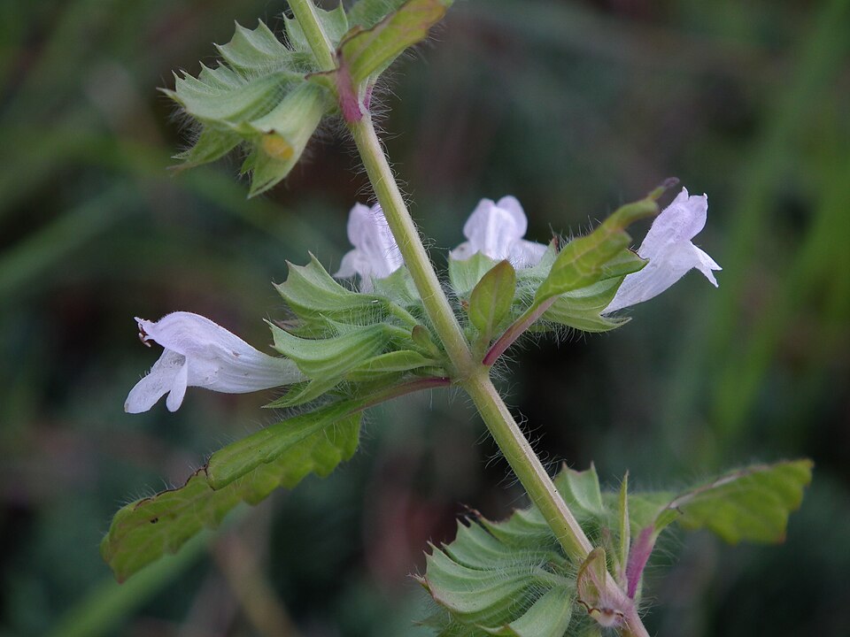 Lemon Balm (Melissa officinalis)