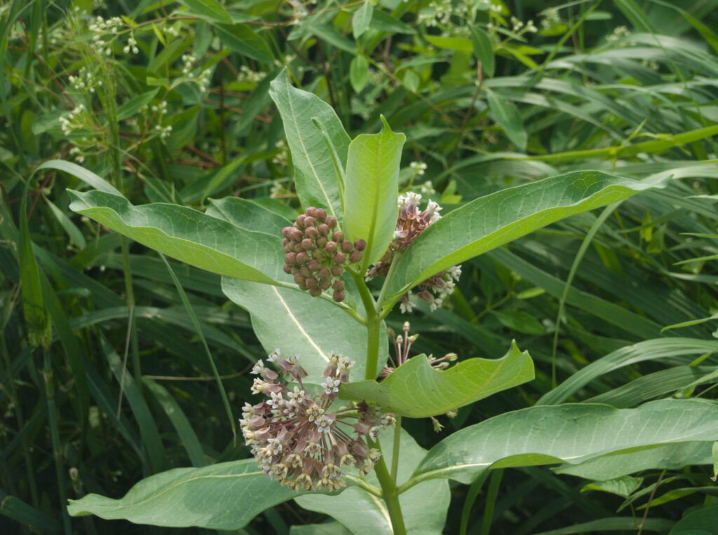 Common Milkweed (Asclepias syriaca) blooming in Carnegie, Pennsylvania
