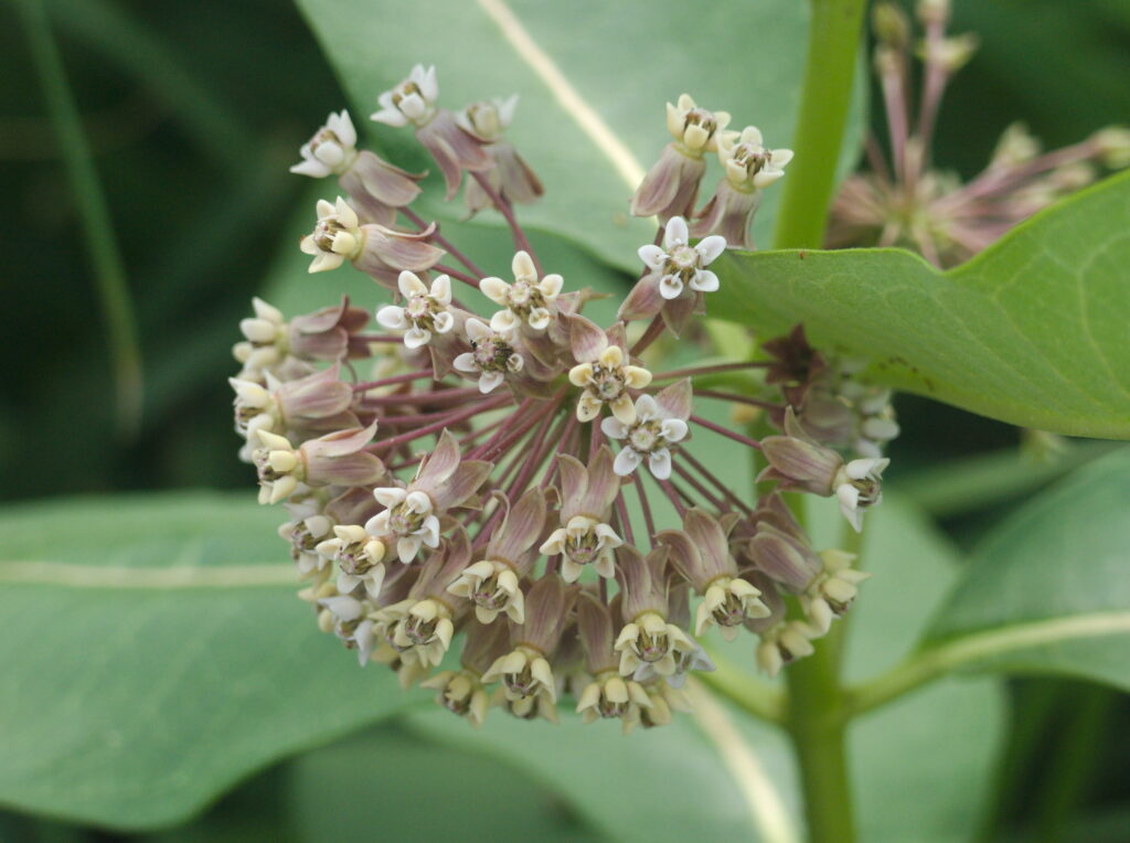 Common Milkweed (Asclepias syriaca) blooming in Carnegie, Pennsylvania