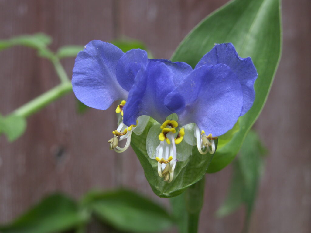 Dayflower (Commelina communis) with three flowers blooming in the same spathe