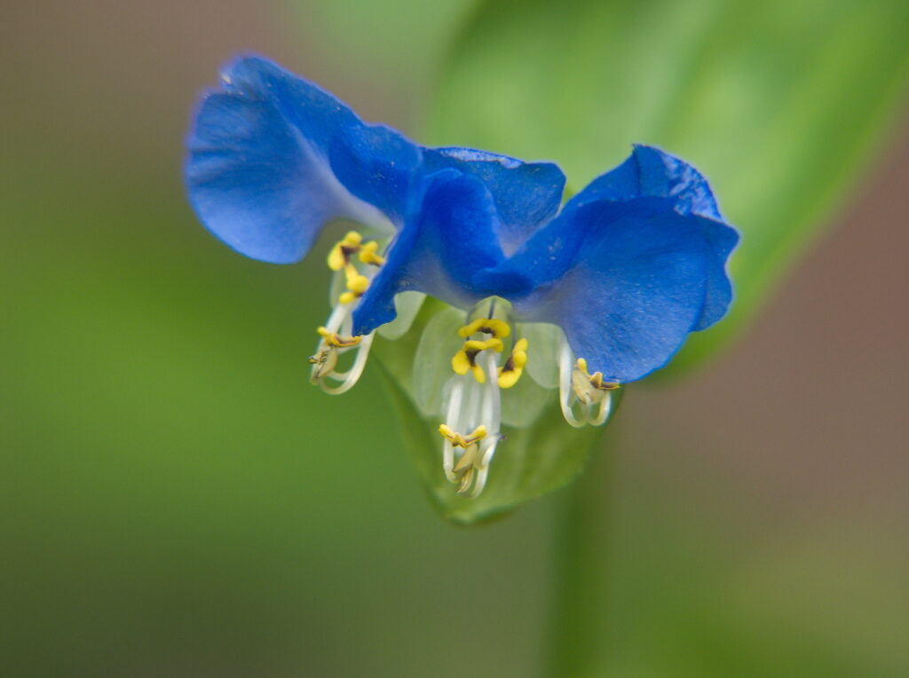 Dayflower (Commelina communis) with three flowers blooming in the same spathe