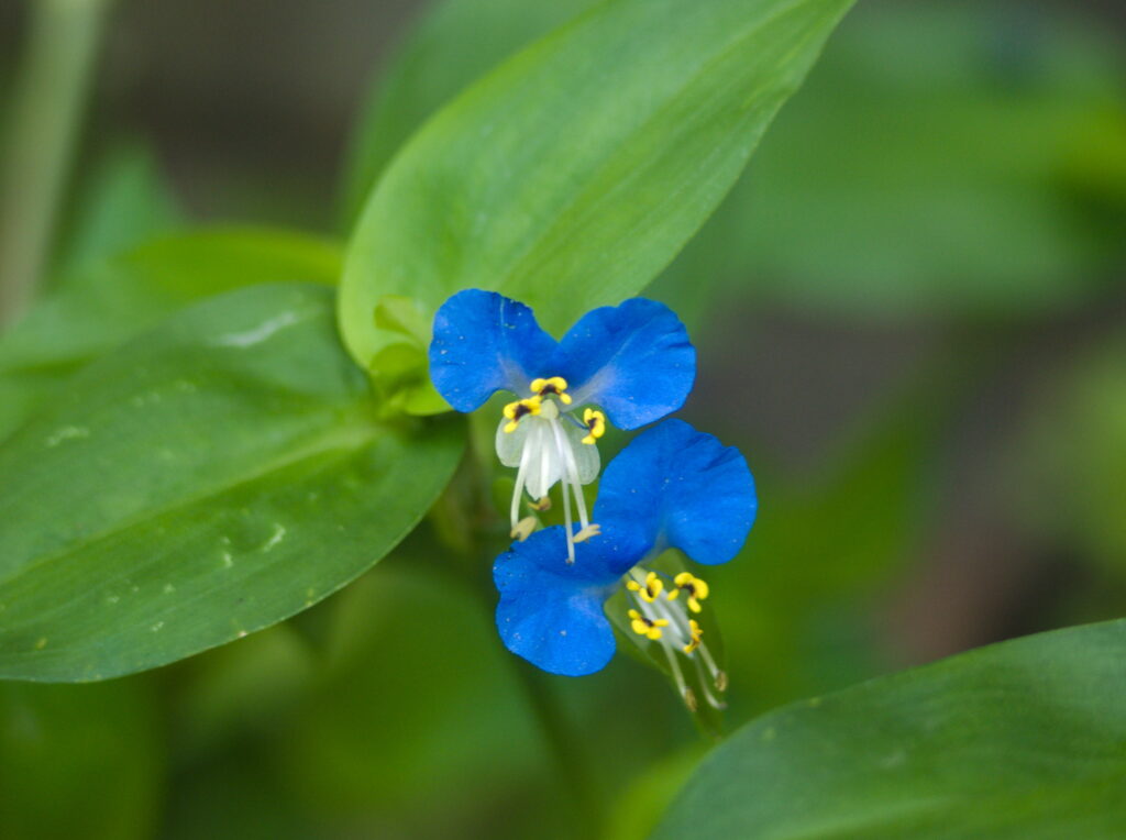Dayflower (Commelina communis)