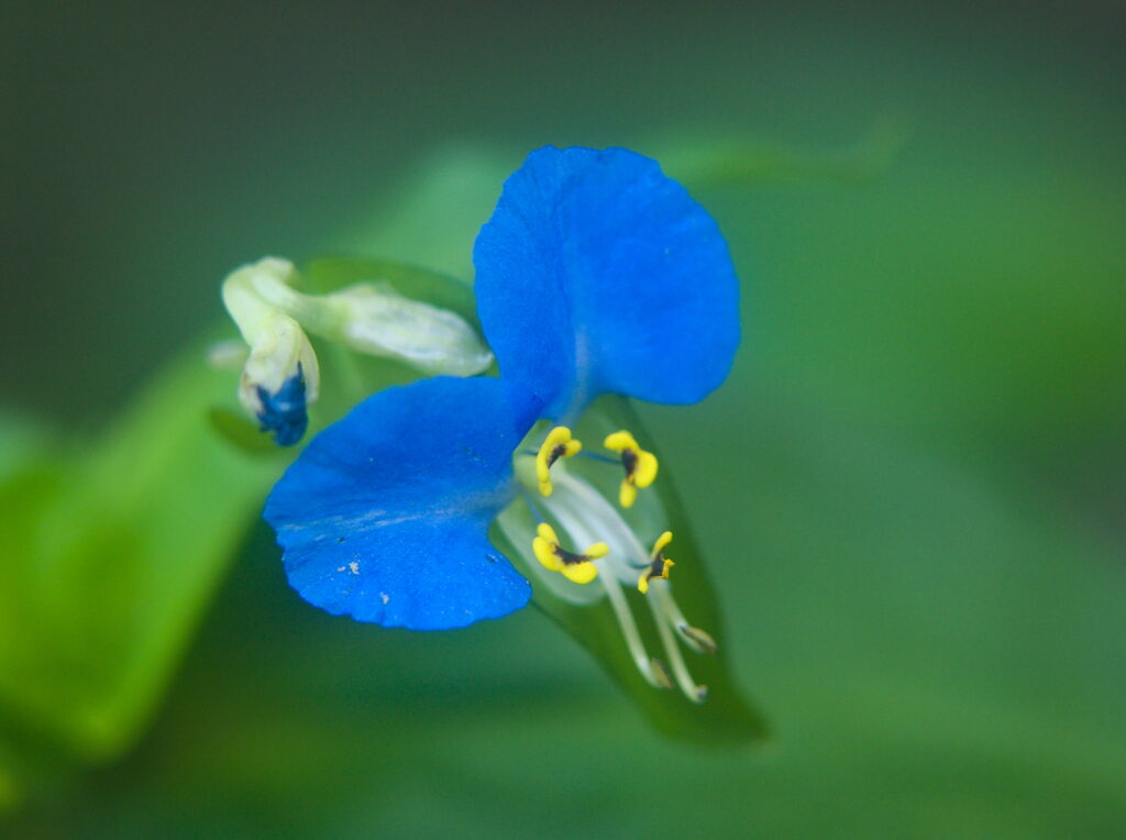 Dayflower (Commelina communis)