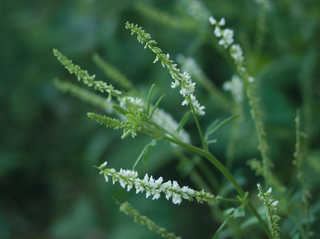 White Sweet Clover (Melilotus albus)