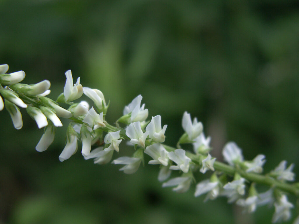 White Sweet Clover (Melilotus albus)