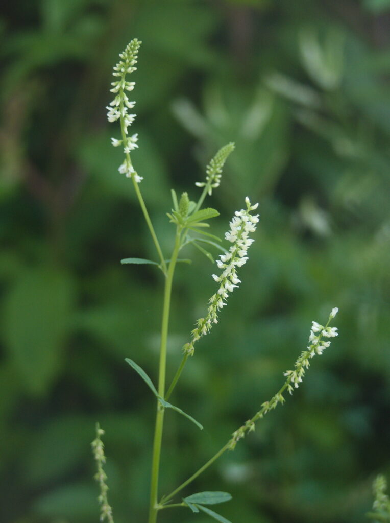 White Sweet Clover (Melilotus albus)