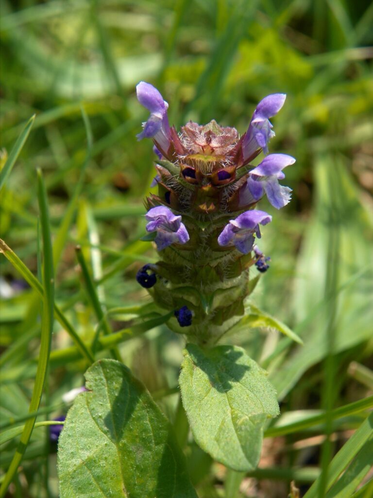 Heal-All (Prunella vulgaris) blooming in Schenley Park, Pittsburgh