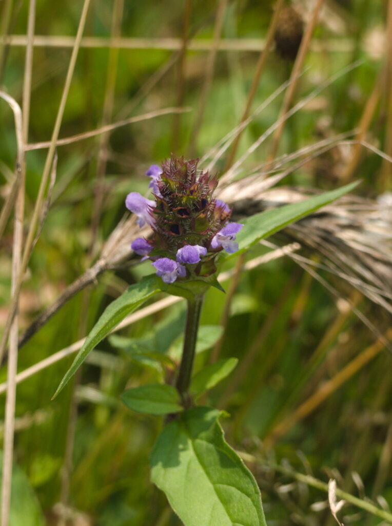Heal-All (Prunella vulgaris) blooming in South Park, Allegheny County, Pennsylvania