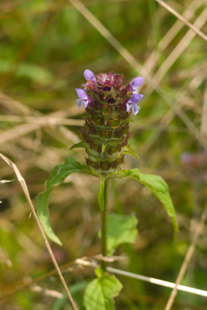 Heal-All (Prunella vulgaris)