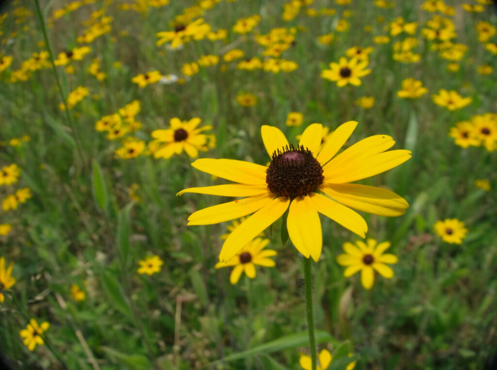 Black-Eyed Susan (Rudbeckia hirta) blooming in South Park, Allegheny County, Pennsylvania