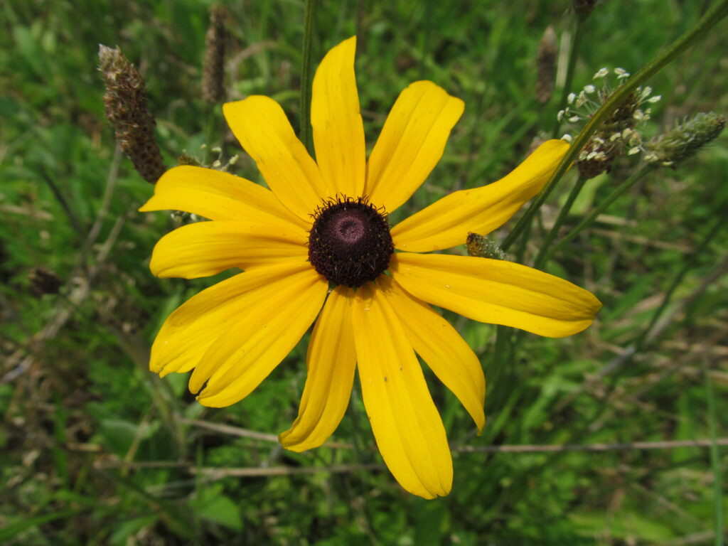 Black-Eyed Susan (Rudbeckia hirta) blooming in South Park, Allegheny County, Pennsylvania