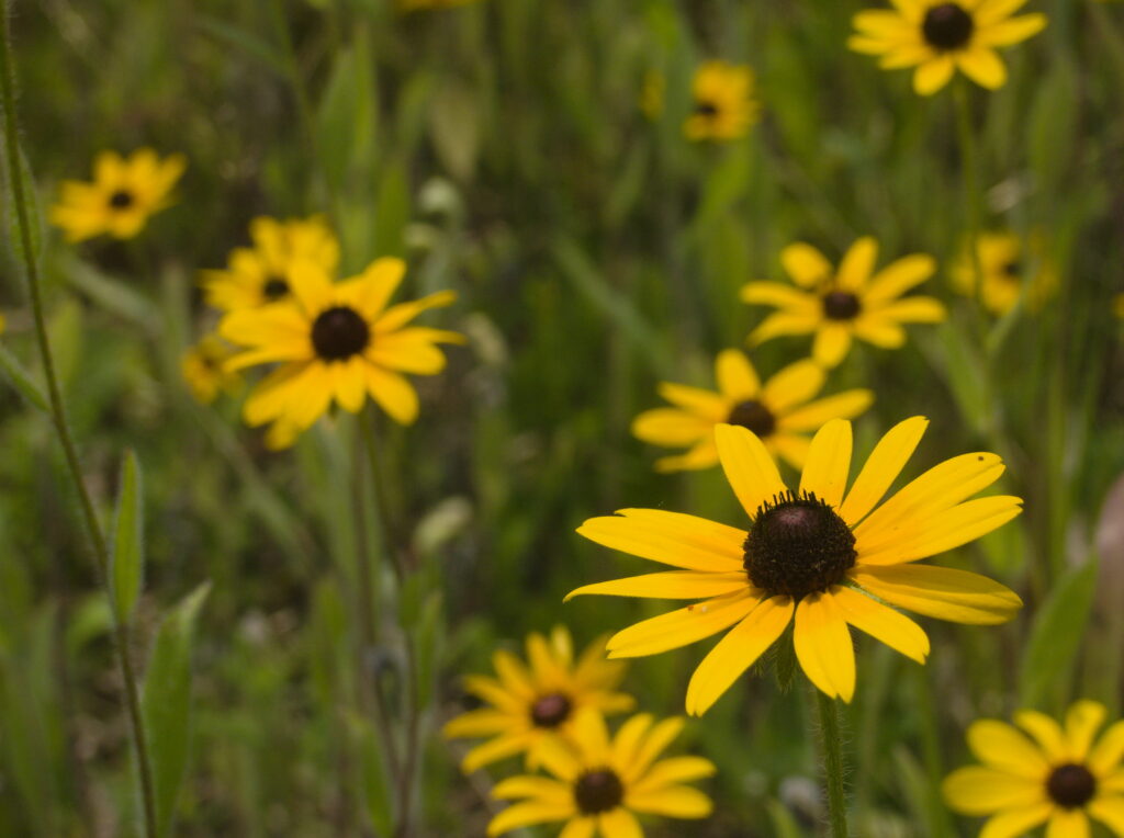 Black-Eyed Susan (Rudbeckia hirta) blooming in South Park, Allegheny County, Pennsylvania