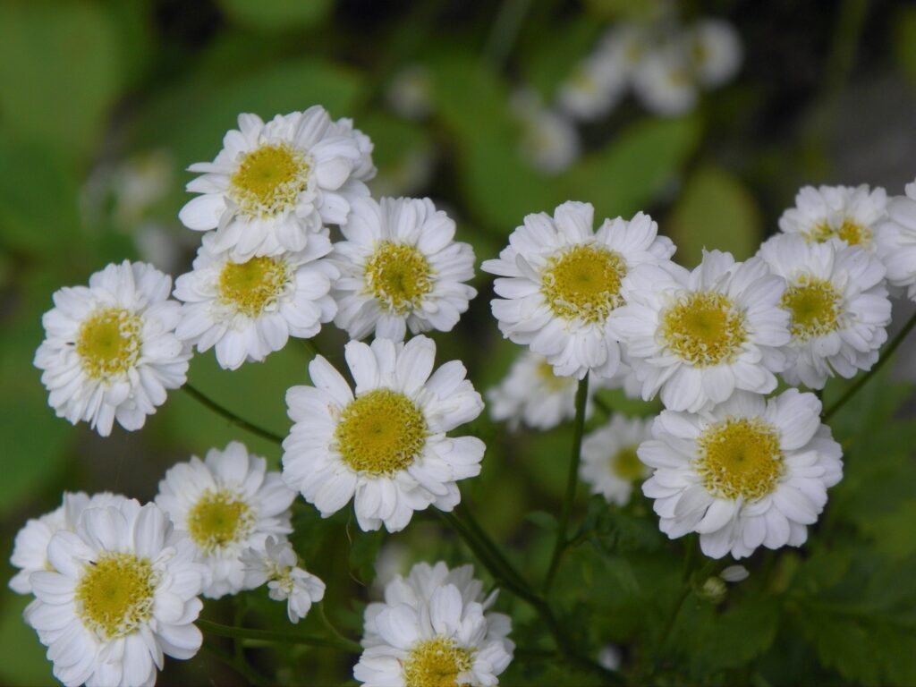 Feverfew (Tanacetum parthenium) blooming in Schenley Park, Pittsburgh