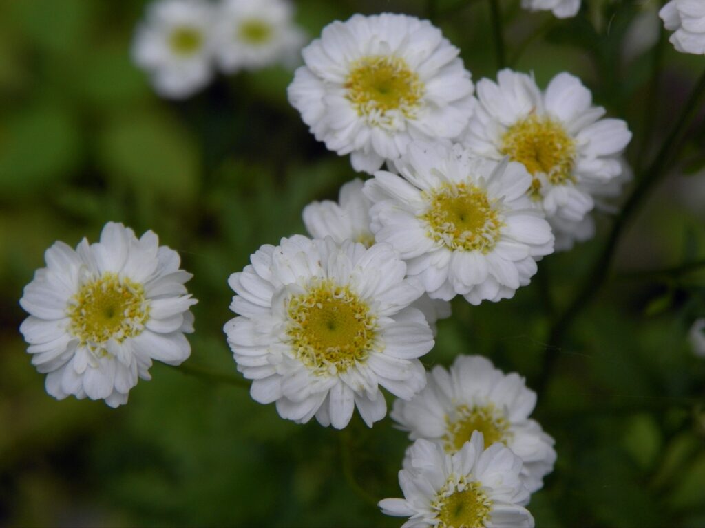 Feverfew (Tanacetum parthenium) blooming in Schenley Park, Pittsburgh