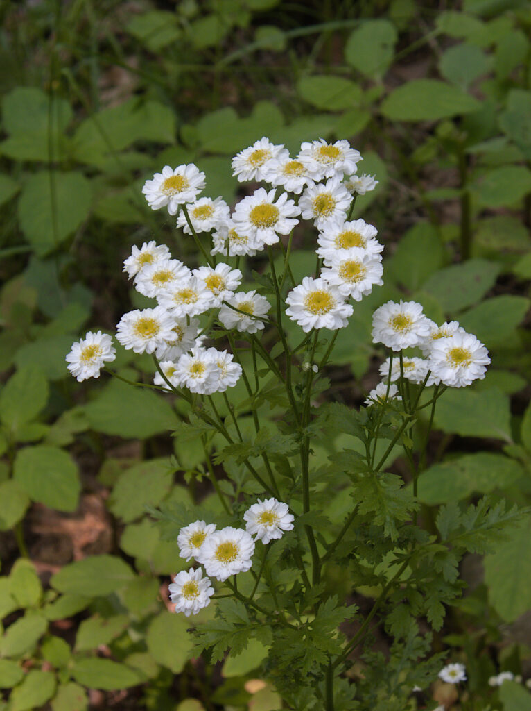Feverfew (Tanacetum parthenium) blooming in Schenley Park, Pittsburgh
