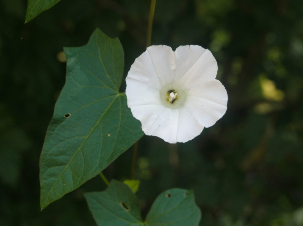 Hedge Bindweed (Calystegia sepium)