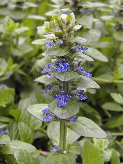 Ajuga reptans