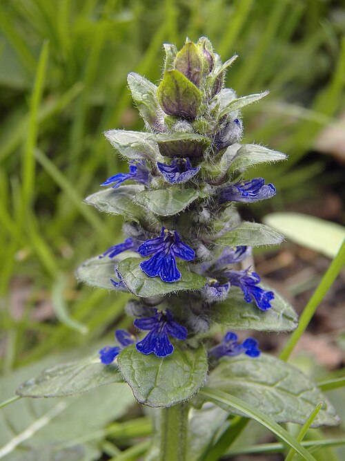 Ajuga reptans