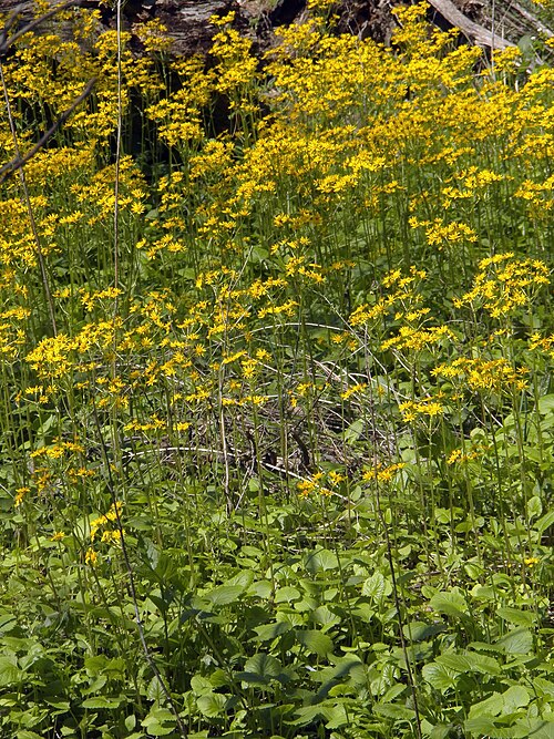 Golden ragwort (Packera aurea)