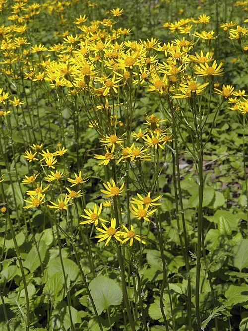 Golden ragwort (Packera aurea)