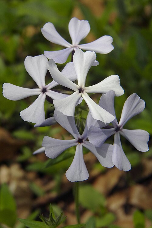 Woodland Phlox or Blue Phlox (Phlox divaricata)