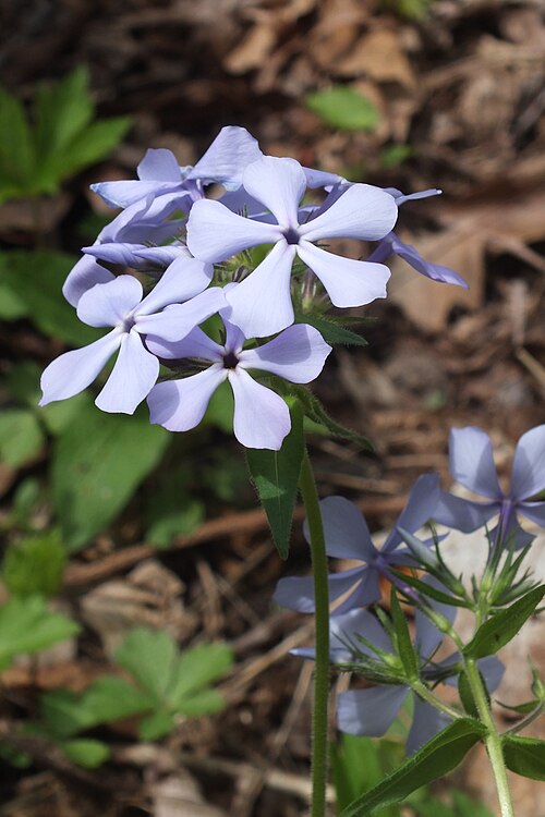 Woodland Phlox or Blue Phlox (Phlox divaricata)