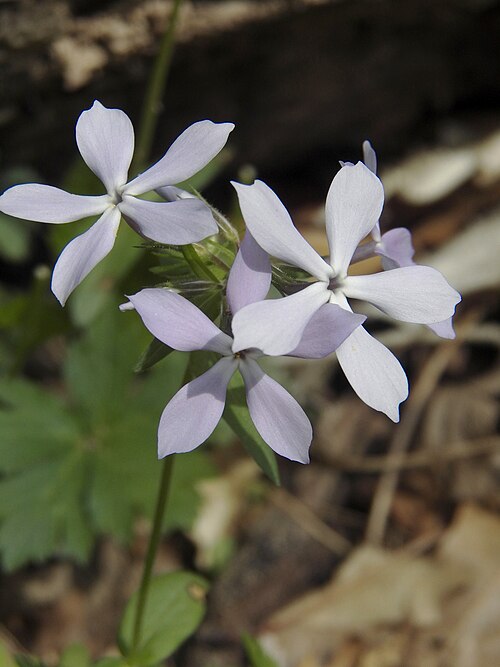 Woodland Phlox or Blue Phlox (Phlox divaricata)