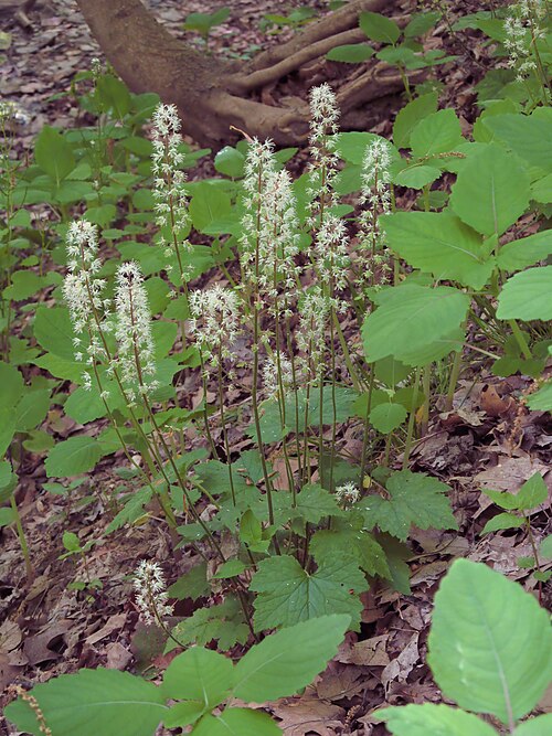 Mistflower (Tiarella cordifolia)