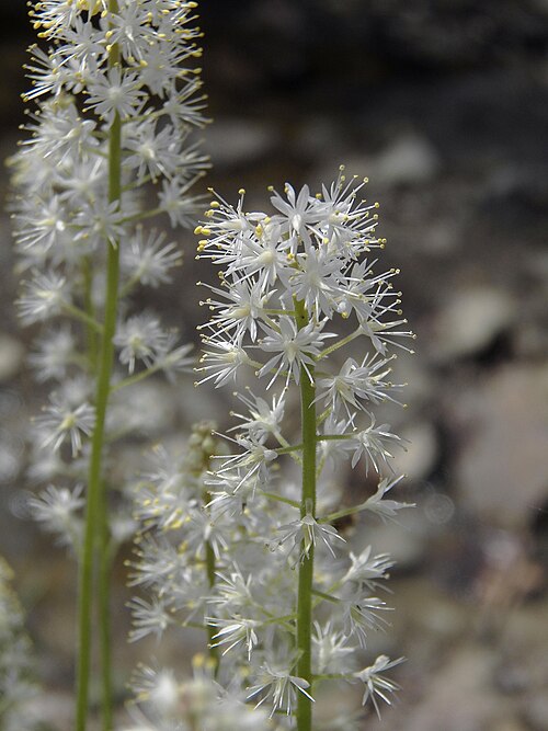 Mistflower (Tiarella cordifolia)