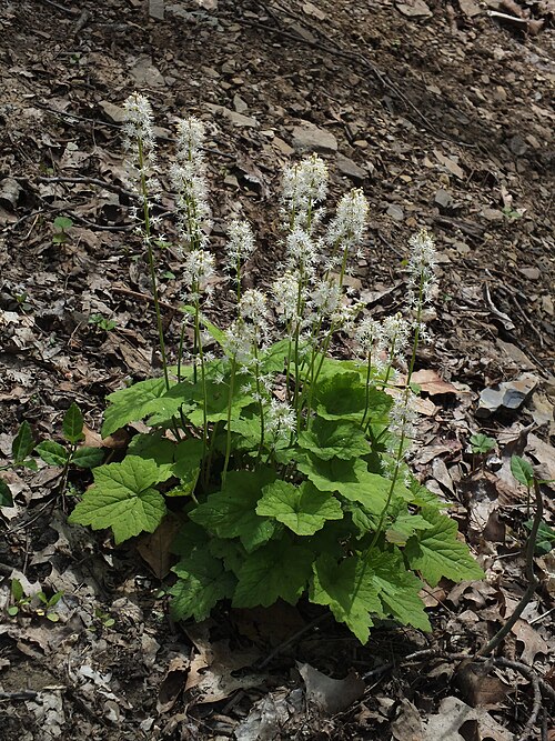 Mistflower (Tiarella cordifolia)
