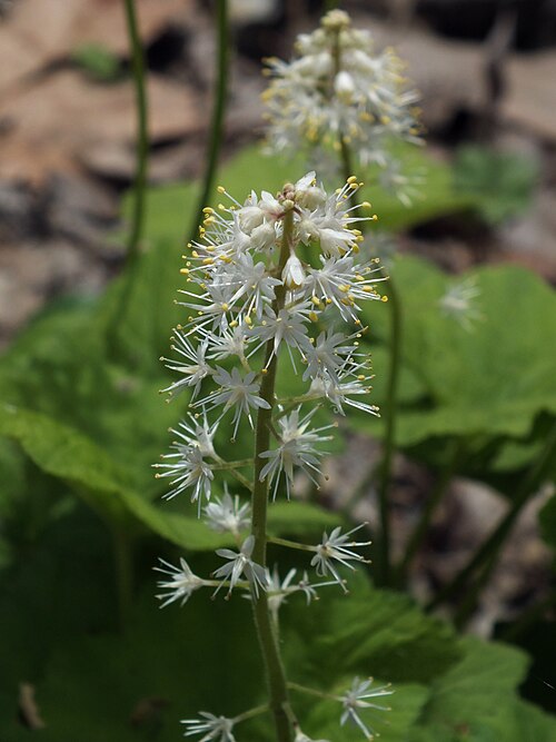Mistflower (Tiarella cordifolia)