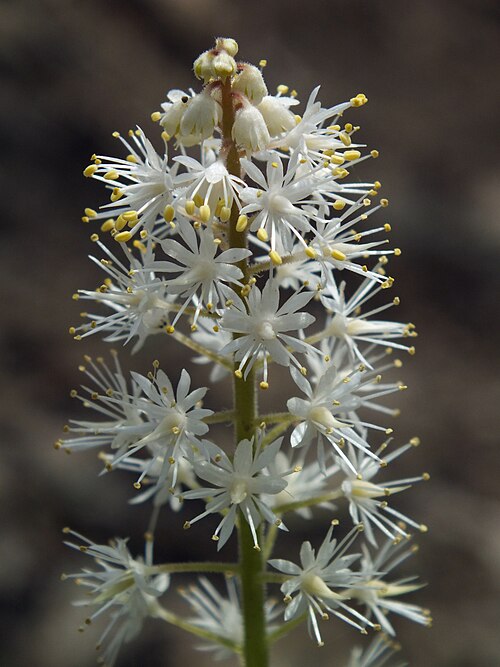 Mistflower (Tiarella cordifolia)