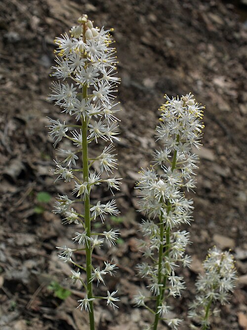 Mistflower (Tiarella cordifolia)