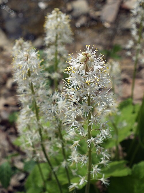 Mistflower (Tiarella cordifolia)