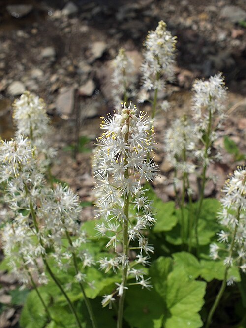 Mistflower (Tiarella cordifolia)