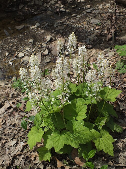 Mistflower (Tiarella cordifolia)